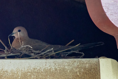 Streptopelia senegalensis