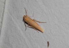 Sozusa scutellata