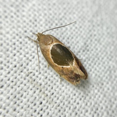 Hoplomorpha abalienella