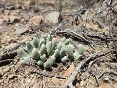 Pleiospilos compactus