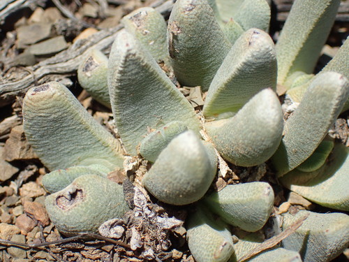 Punctillaria optata (N.E.Br.) N.E.Br.