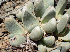Pleiospilos compactus