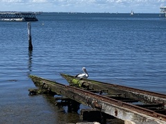 Pelecanus conspicillatus