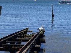 Pelecanus conspicillatus