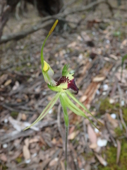 Caladenia dilatata