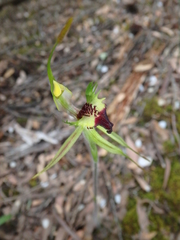 Caladenia dilatata