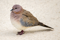 Streptopelia senegalensis