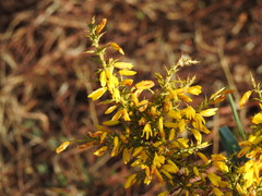 Ulex argenteus subsericeus