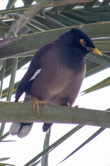Acridotheres tristis