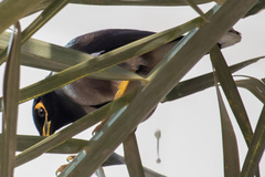 Acridotheres tristis