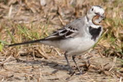 Motacilla alba