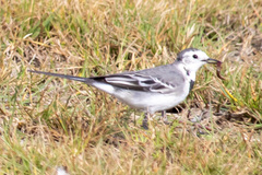 Motacilla alba