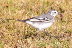 Motacilla alba