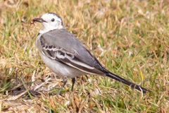 Motacilla alba