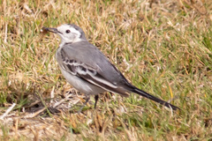 Motacilla alba