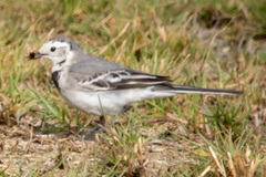 Motacilla alba