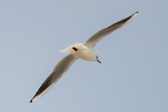 Chroicocephalus ridibundus