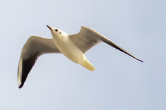 Chroicocephalus ridibundus