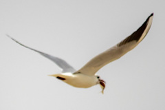 Chroicocephalus ridibundus