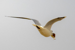 Chroicocephalus ridibundus