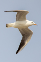 Chroicocephalus ridibundus