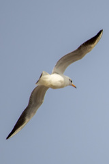 Chroicocephalus ridibundus