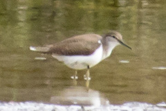 Actitis hypoleucos