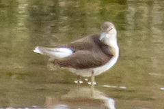 Actitis hypoleucos