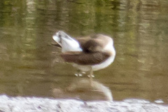 Actitis hypoleucos