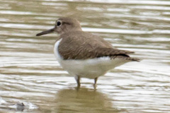 Actitis hypoleucos