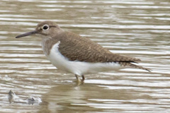 Actitis hypoleucos