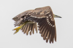Nycticorax nycticorax
