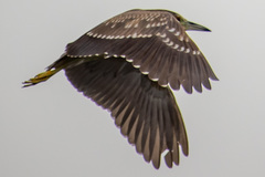 Nycticorax nycticorax