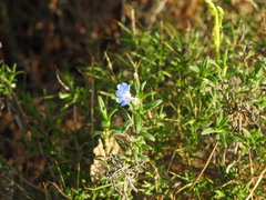 Glandora prostrata lusitanica