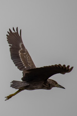Nycticorax nycticorax
