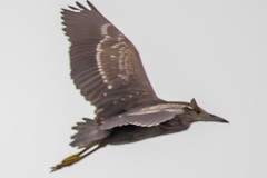 Nycticorax nycticorax