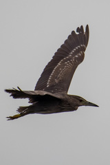 Nycticorax nycticorax