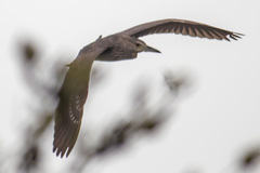 Nycticorax nycticorax