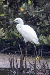 Egretta gularis