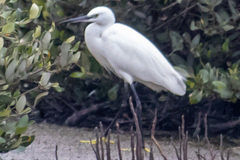 Egretta gularis