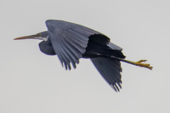 Egretta gularis