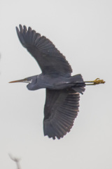 Egretta gularis