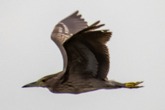 Nycticorax nycticorax