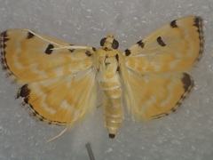 Notarcha polytimeta
