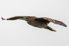 Nycticorax nycticorax