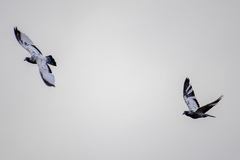 Columba livia domestica