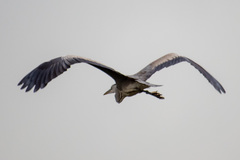 Ardea cinerea