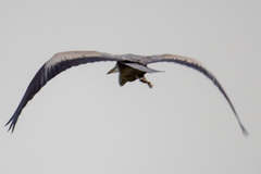 Ardea cinerea