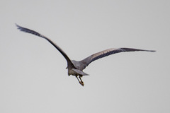 Ardea cinerea