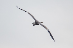 Ardea cinerea